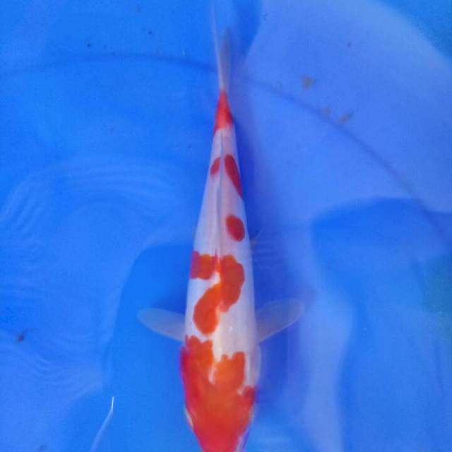 Kohaku 23 cm