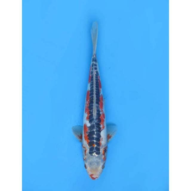 Jumbo Kawarimono - 40cm
