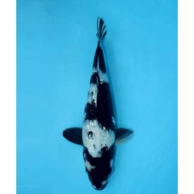 SHIRO GINRIN 34CM FEMALE