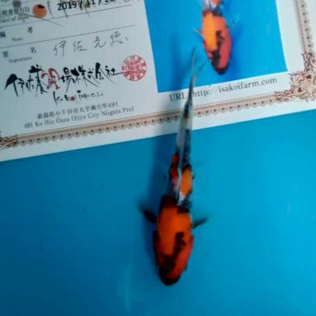 Showa tosai isa farm