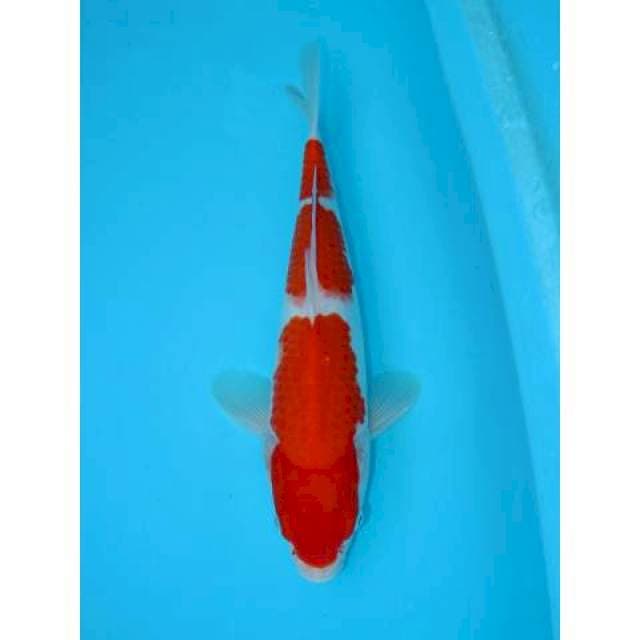 SANDAN KOHAKU 36 CM MALE