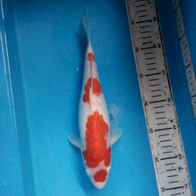 Kohaku doits murni