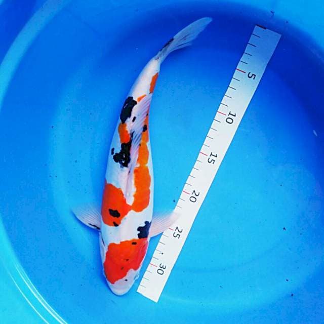 Sanke doit male 34cm