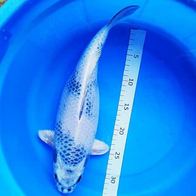 Kin showa 37cm
