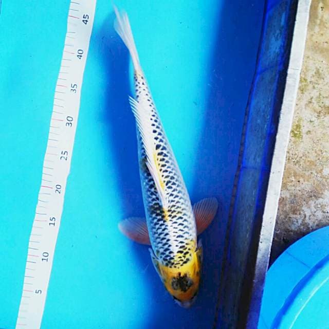 Kujaku 44cm