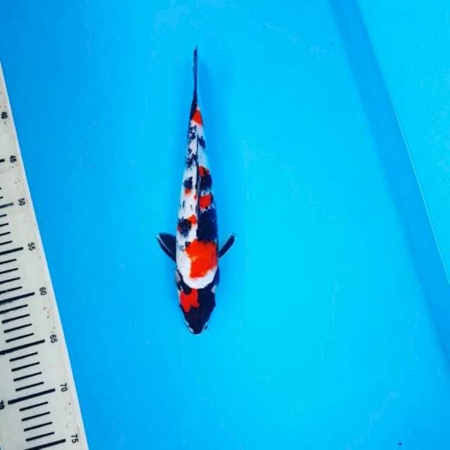 Maruten showa 32cm