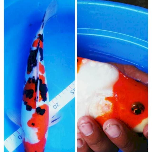 Sanke doit punuk male 34cm