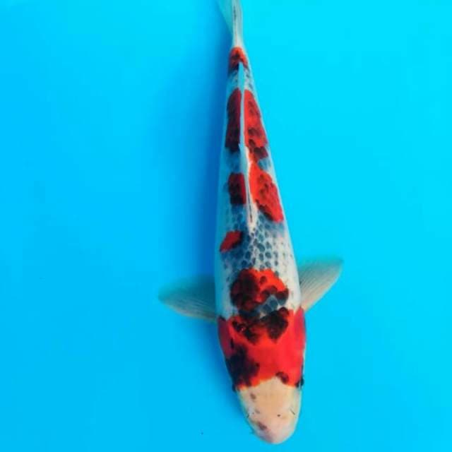 Goshiki 30cm