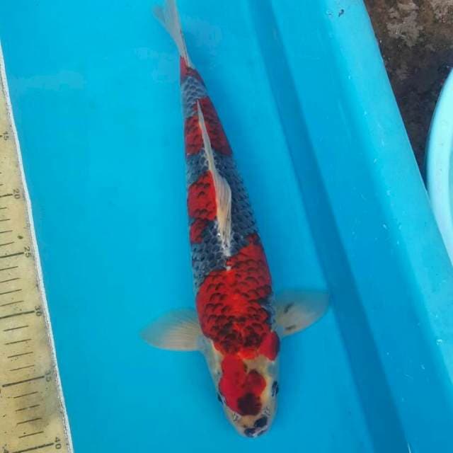 Ghosiki