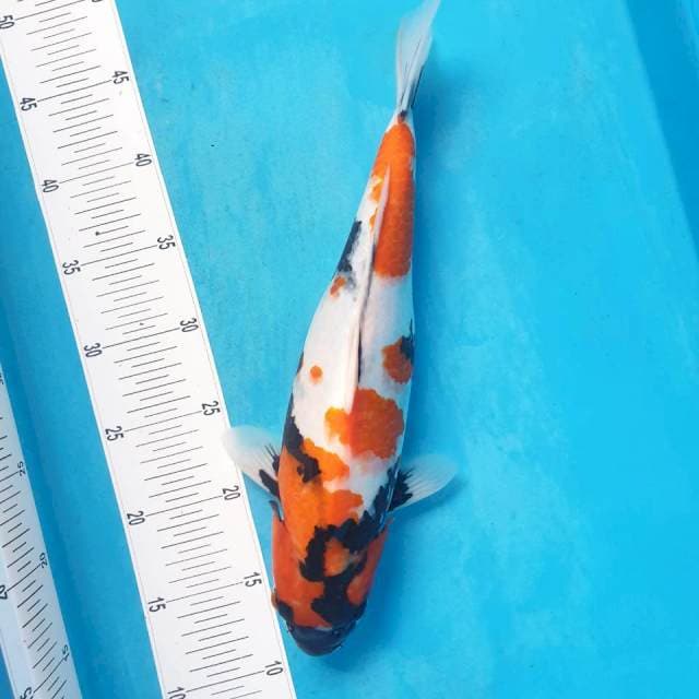 Showa 37cm
