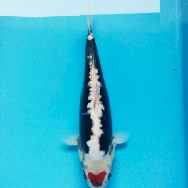 Tancho kumon 35cm