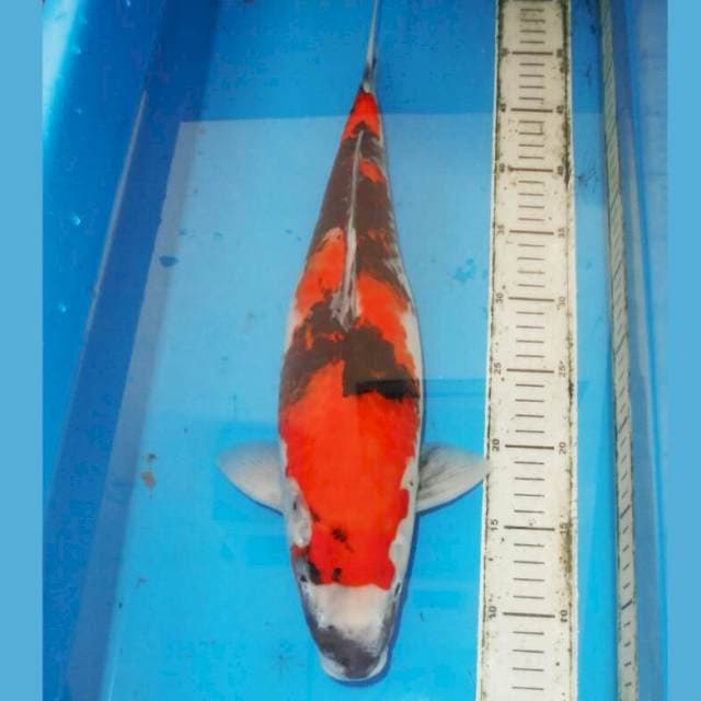 46cm F1 SHOWA