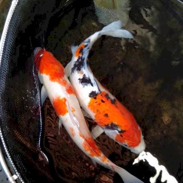 Sejoli 46-45cm male/female