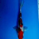 Showa tategoi