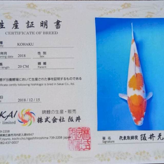 Kohaku import jumbo