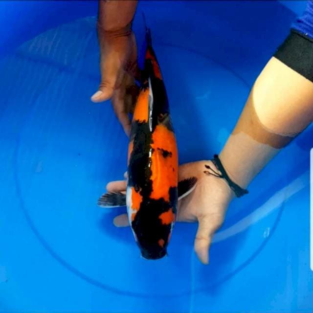 Showa 40 cm