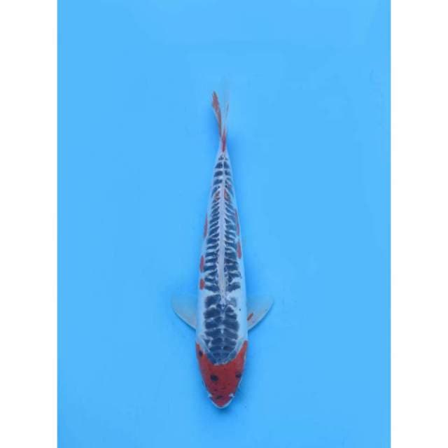 Shusui Antik - 33cm Male
