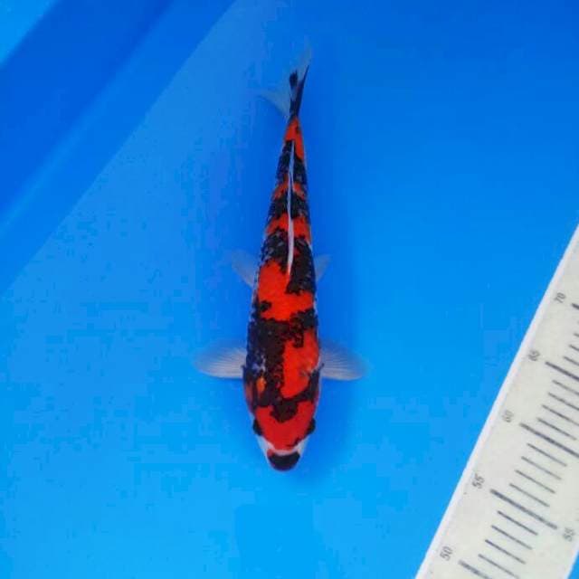Showa male 31 cm