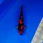 Showa male 31 cm