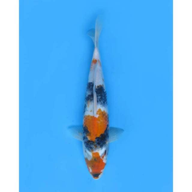 Showa Tategoi - 33cm
