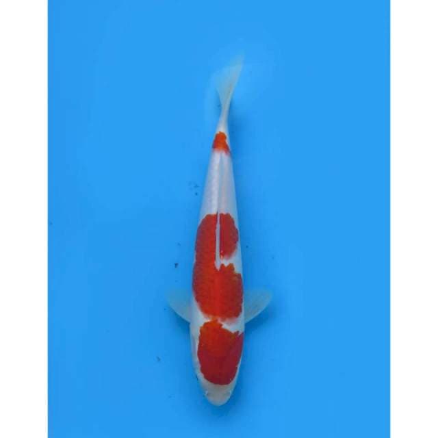 Nidan Kohaku - 27cm