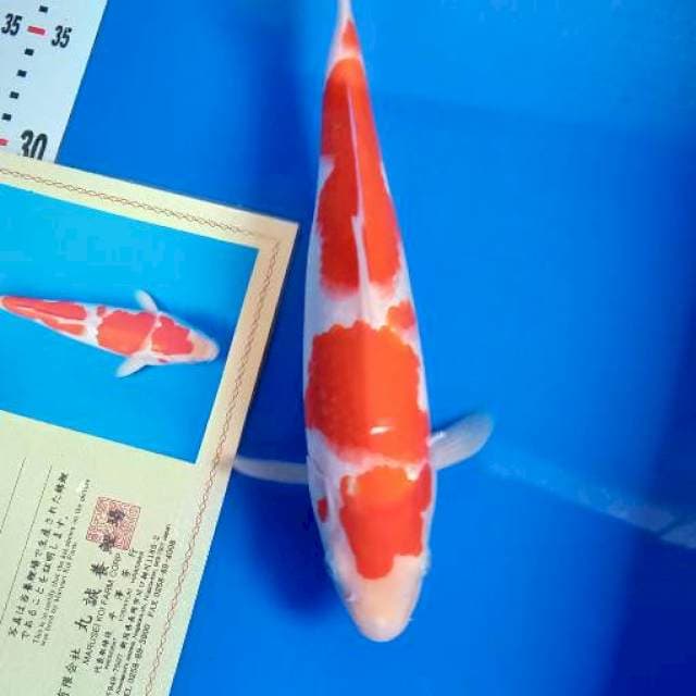 Kohaku import marusei 