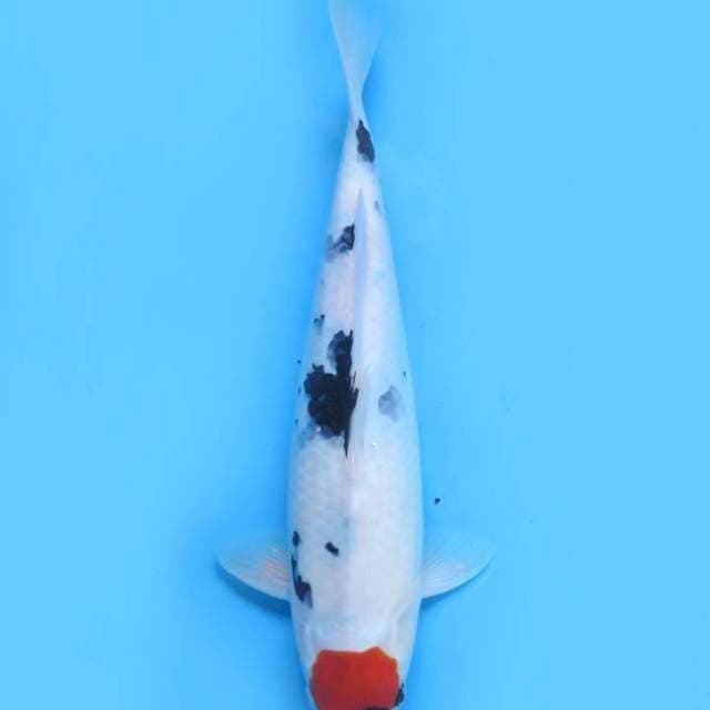 39cm , Tancho Showa Tategoi HQ
