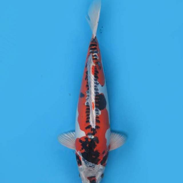 38cm , Jumbo Antik 
