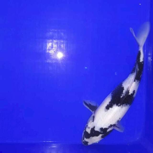 Shiro Betina Putih Bersih