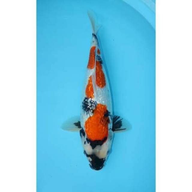 SHOWA GINRIN 41 CM FEMALE