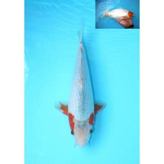 ASAGI 29 CM