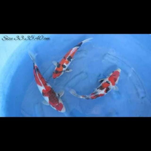 33,35,40cm , Paket Grade A+ 