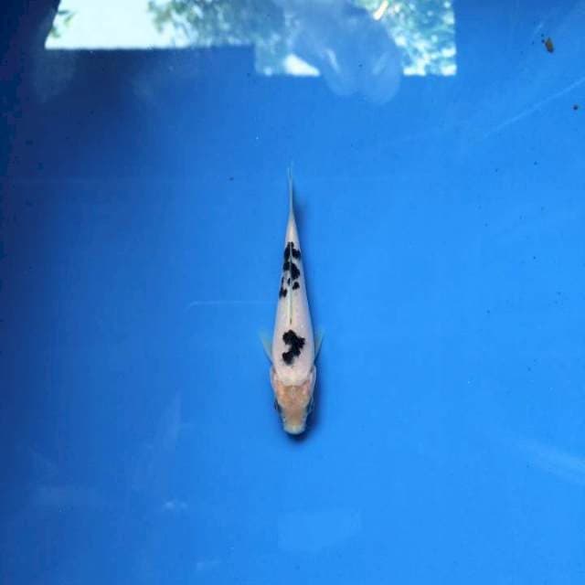 Mini Bekko 10cm