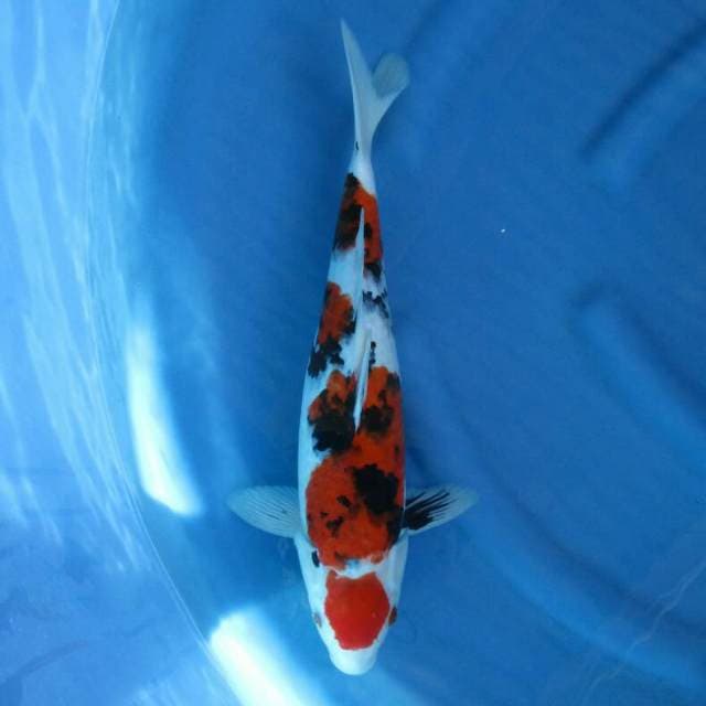 Maruten Sanke F1 41cm female 