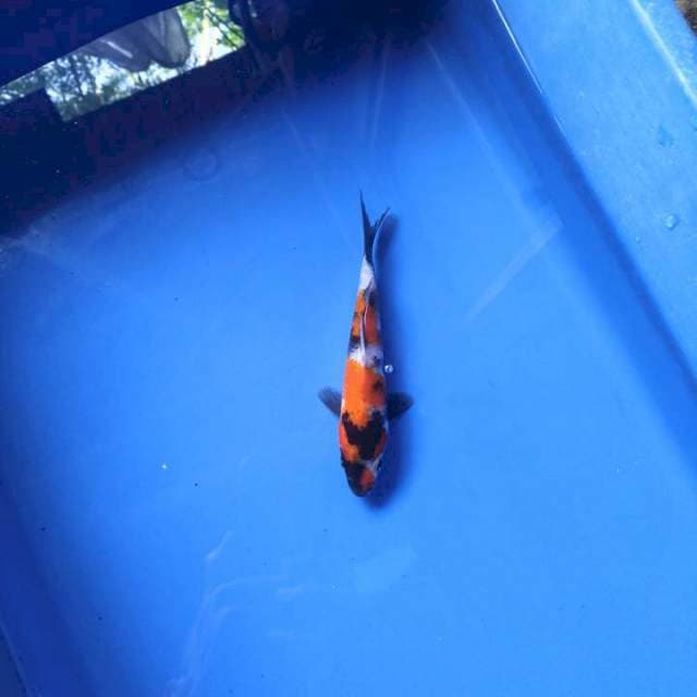 Showa 14cm