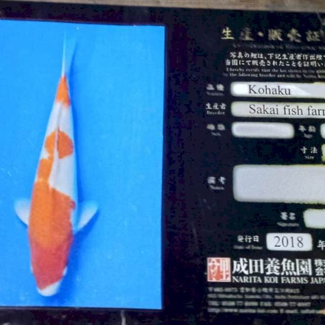 Kohaku import lengkap serty