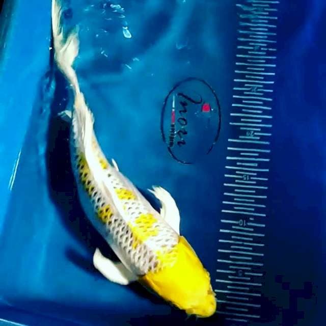 Hariwake kumpay 37cm