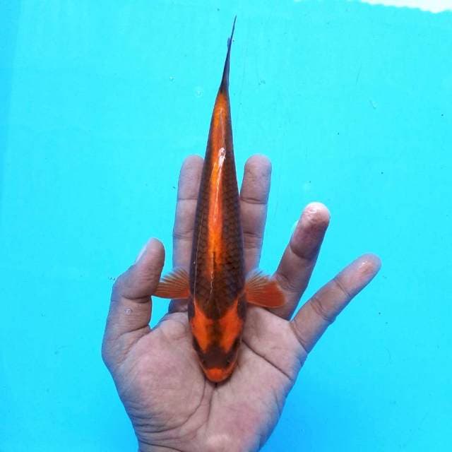 1. Boruto || 24 cm