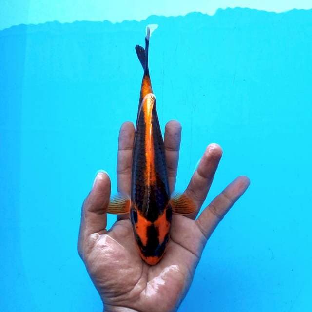 2. Sage Mode || 23 cm