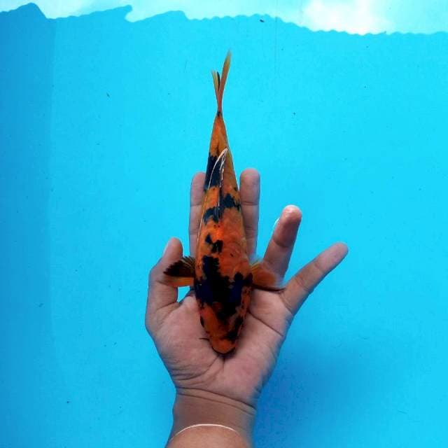 3. Hi Utsuri || 23 cm