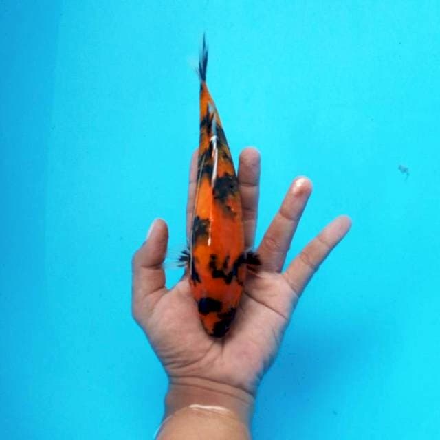 4. Hi Showa || 23 cm