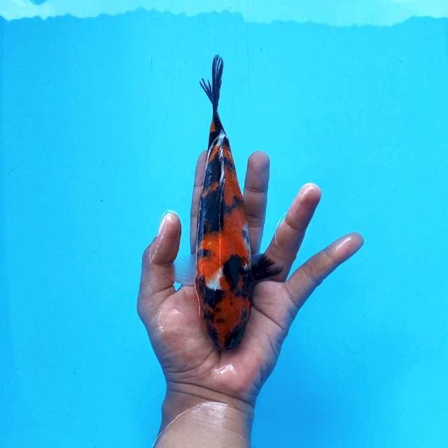 6. Showa || 23 cm