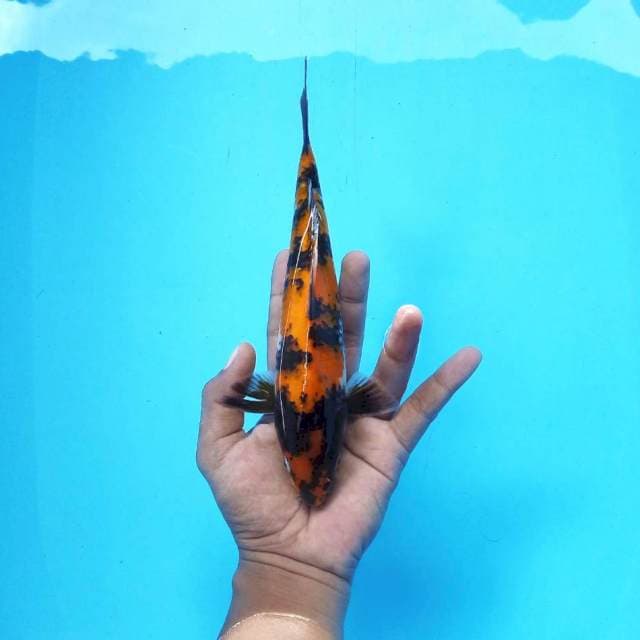 7. Hi Showa || 23 cm