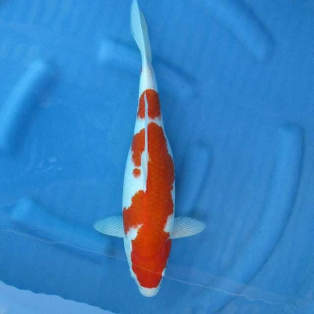 Kohaku Body Jumbo F1 42cm Female 