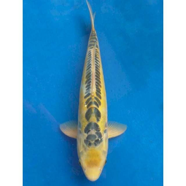 Yamaju Yellow Shusui