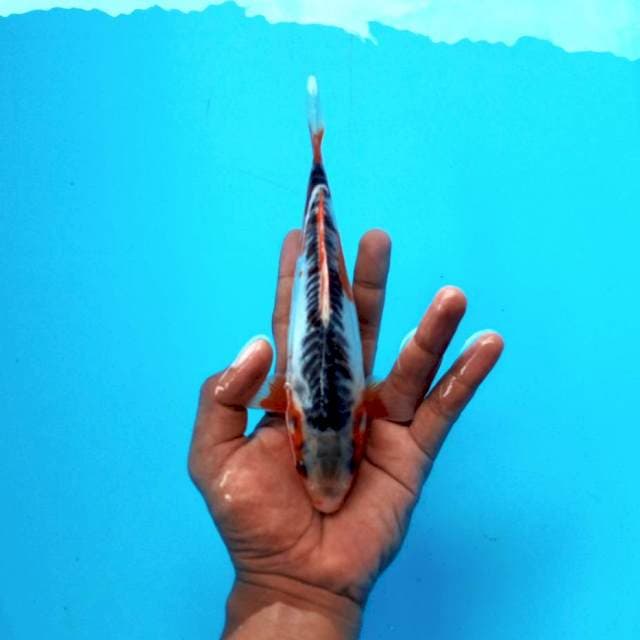 10. Hana Shusui || 23 cm