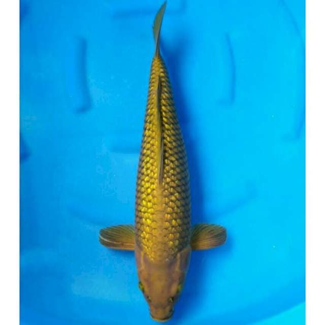 Ogata Jumbo Female Chagoi Ginrin