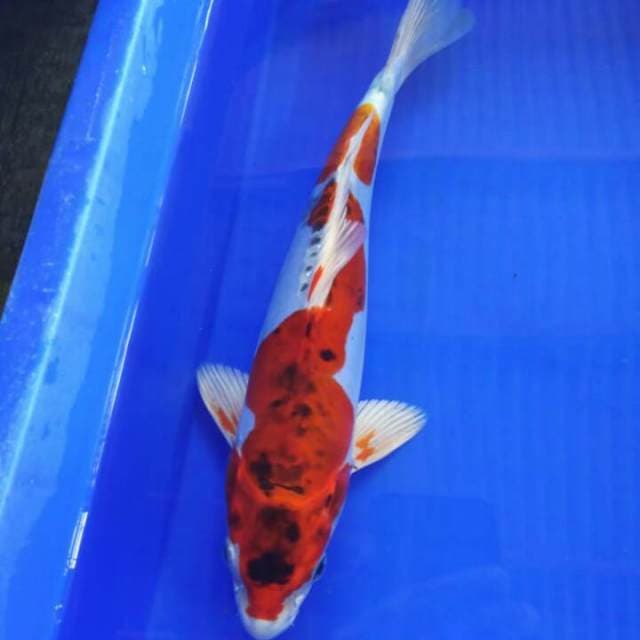 Kikokuryu