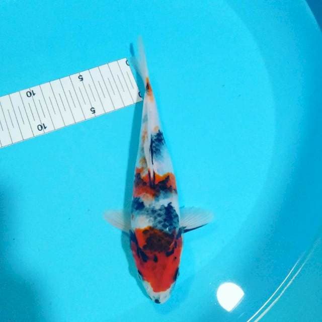 Showa 23cm tategoi