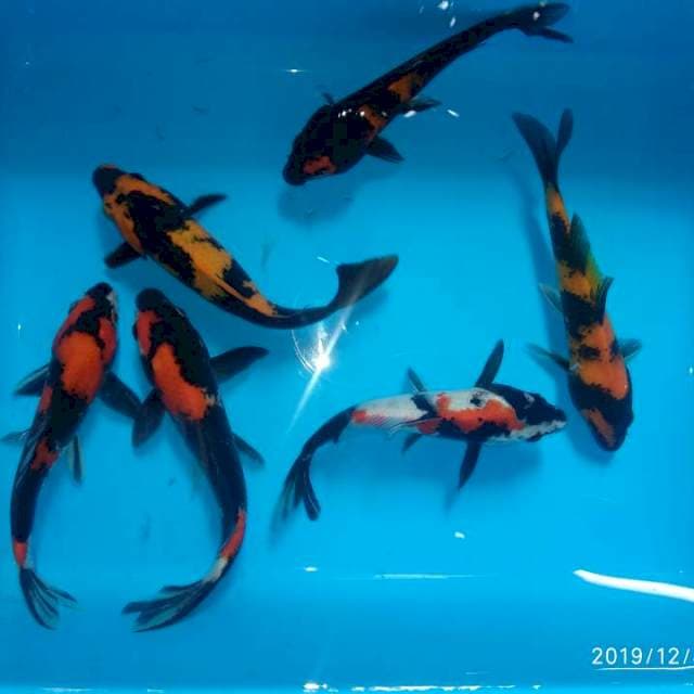 showa